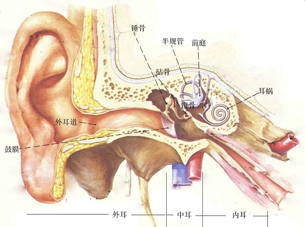 聲音是怎么傳到我們腦子里的？(圖2)